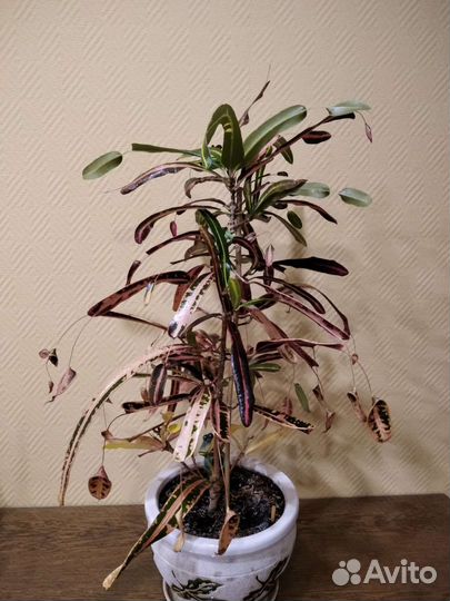 Кодиеум пестр.Victoria Golden Bell 