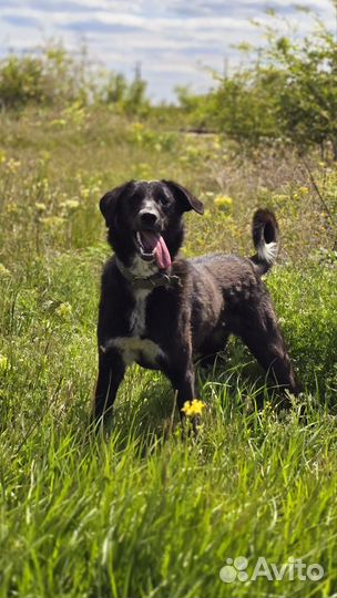 В добрые руки