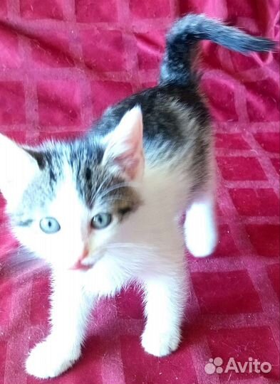 Котенок месячный в дар