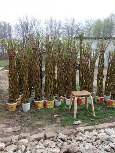 Ива плетёная,плетеные деревья