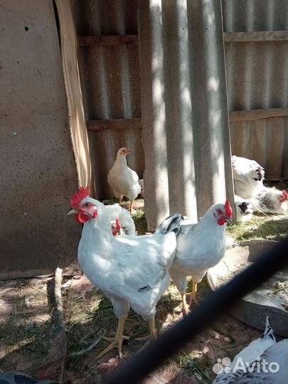 Молодые петухи