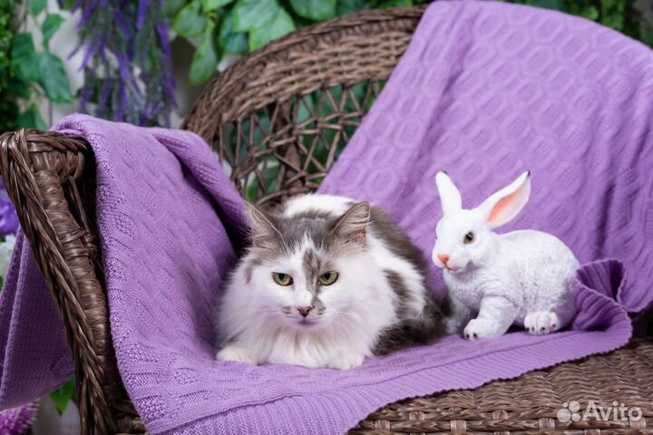 Кошка Снежана