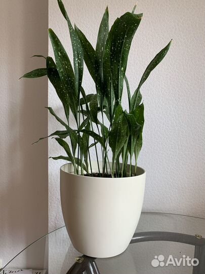 Аспидистра вариегатная Милки Вэй