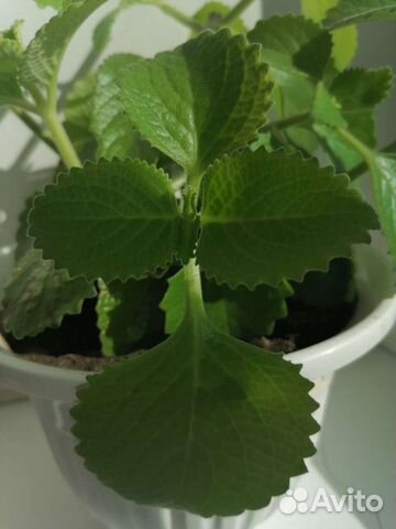 Мята домашняя