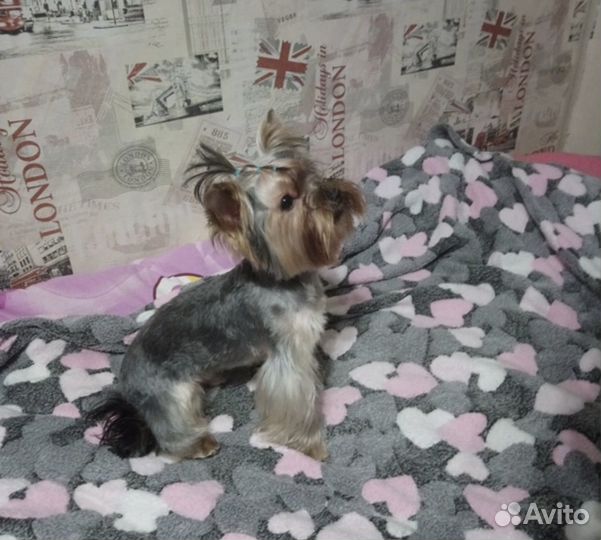 Догситтер, выгульщик собак