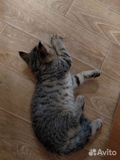 Кошечка в добрые руки