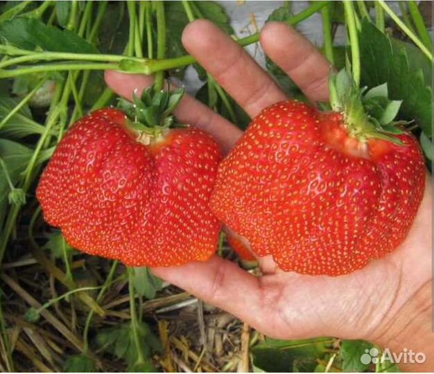 Рассада клубники Азия