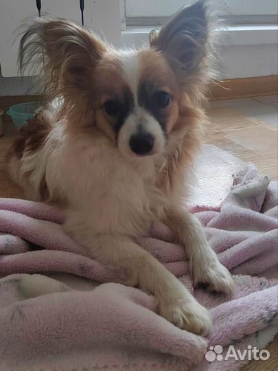 Щенки папийона