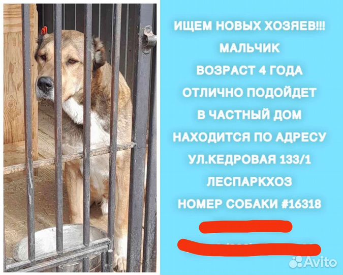 Алабай бесплатно