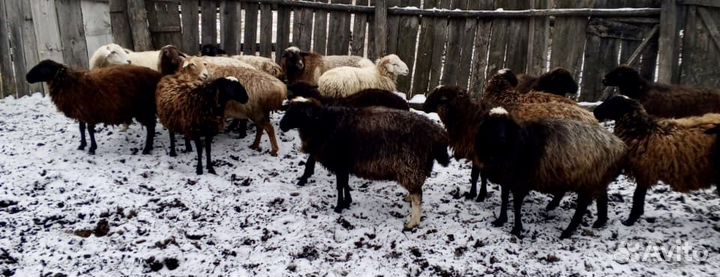 Овцы бараны оптом