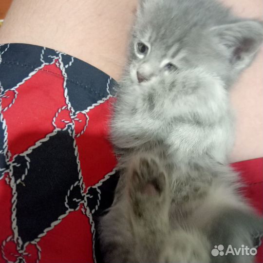 В добрые руки