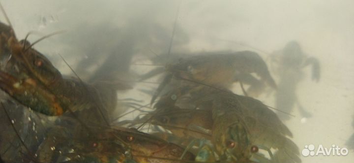 Австралийский красноклешневый рак