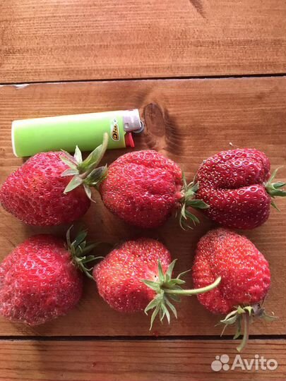 Клубника Виктория, Купчиха, Зенга зенгана