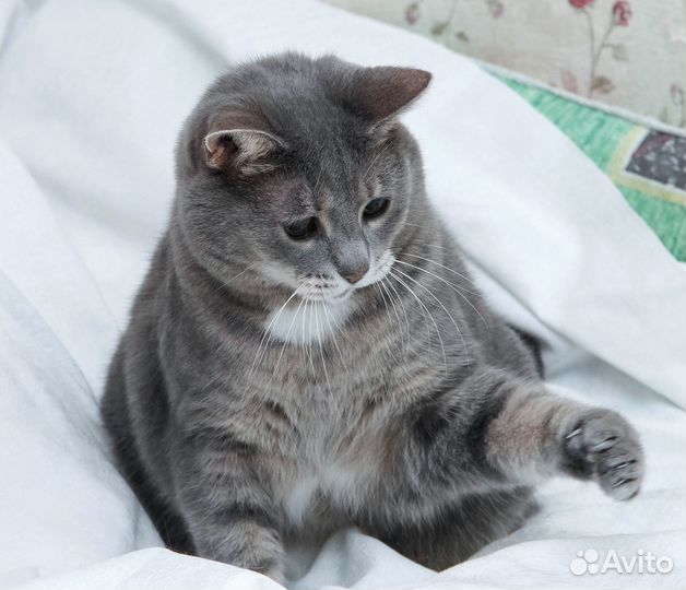 Голубая кошка Люся метис британки в дар