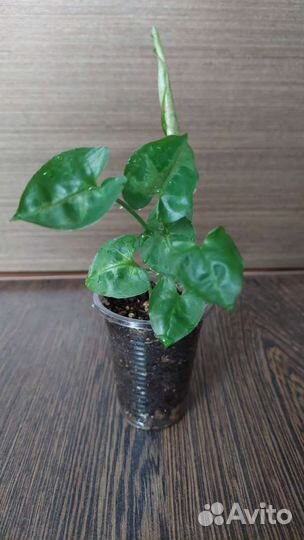 Сингониумы все по 100 обновлено 31.08