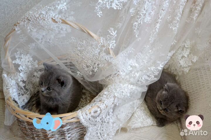 Шотландские котята