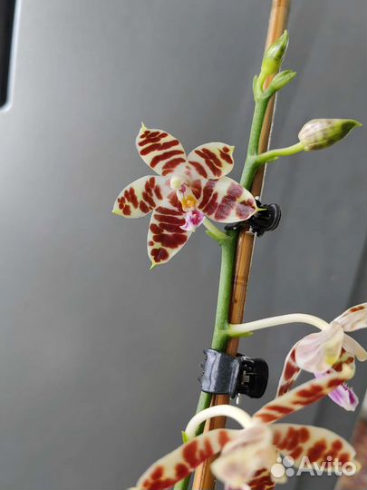 Орхидея фаленопсис