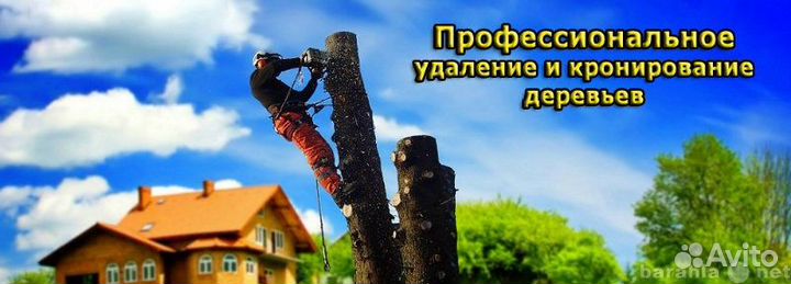 Спил деревьев