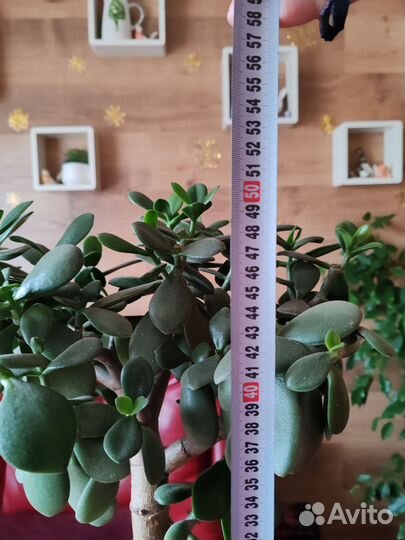 Денежное дерево