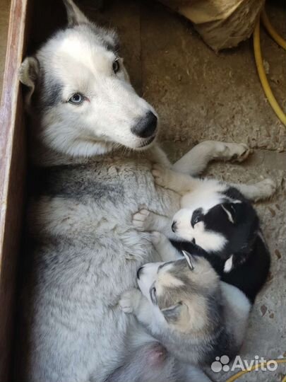 Сибирский хаски