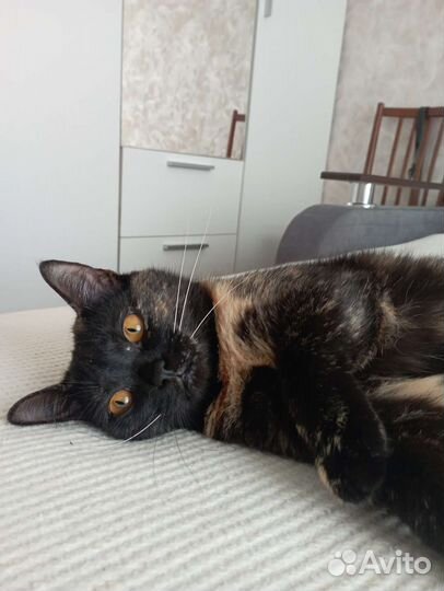 Кошка Анфиса