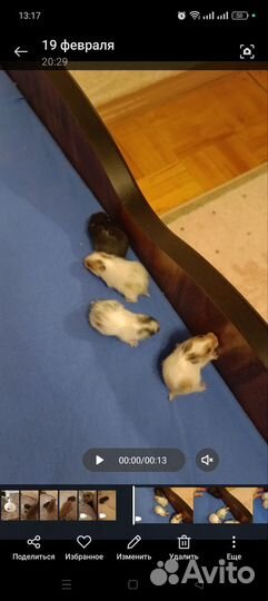 Сирийский хомяк