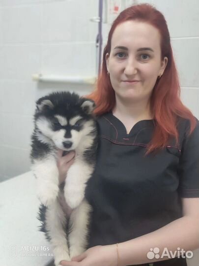 Ветеринар на дом,вакцинация,кастрация,усыпление