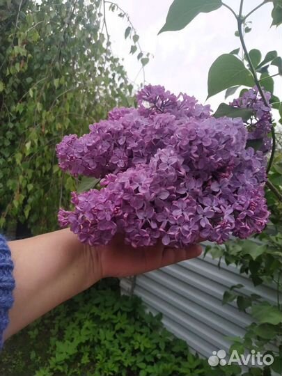 Сирень, сортовая, крупная, саженцы с зкс