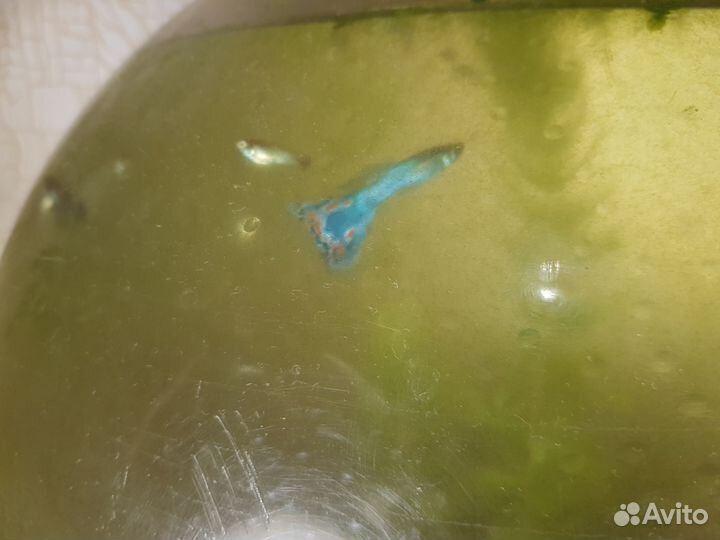 Рыбки гуппи