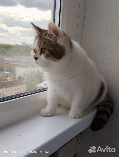 Британские котята