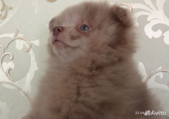 Щенок шпица