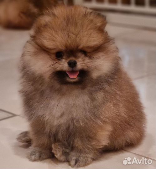 Щенки шпица