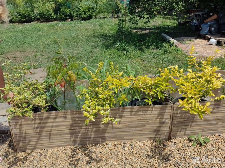 Гибискус штамбовый