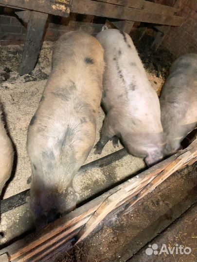 Супоросные свиньи