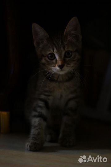 Кошечка в добрые руки