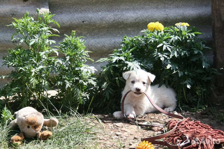 Щенок маленькой собаки