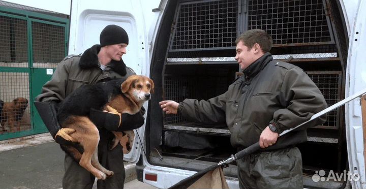 Отлов животных доставка до вет клиники