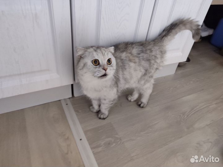 Шотландская вислоухая