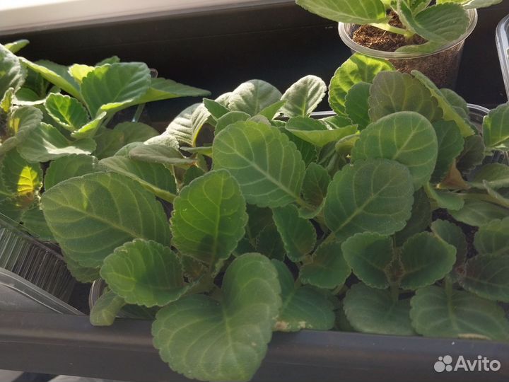 Глоксиния сеянцы