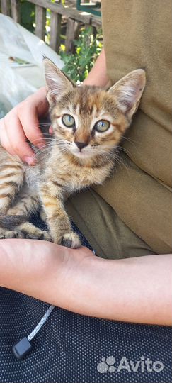 Кошка в дар бесплатно