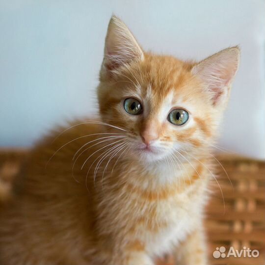 Солнечные котята в дар