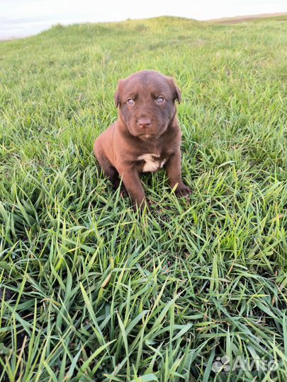 Щенки лабрадора