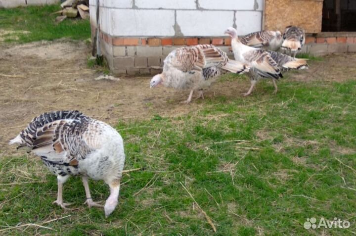 Яйцо домашние индюшки для инкубации