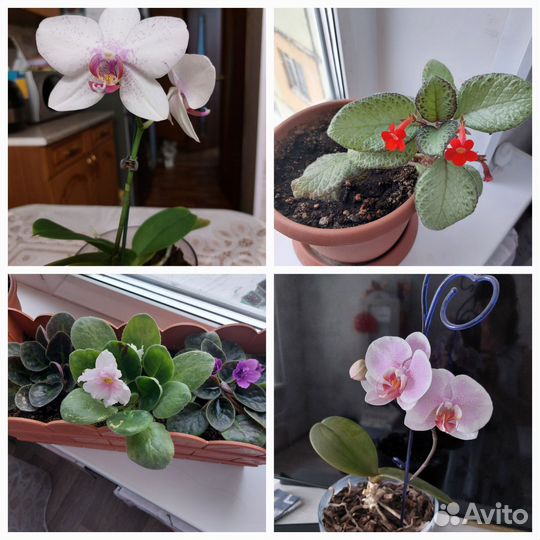 Комнатные цветы