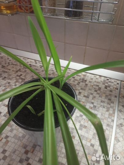 Хлорофитум в горшке