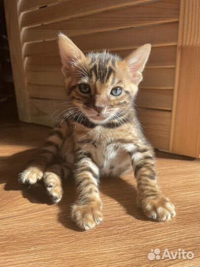 Бенгальские котята