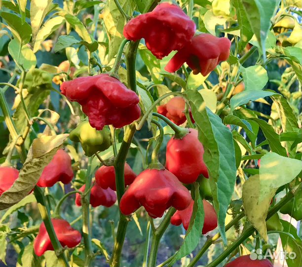 Семена острого перца Колокольчик