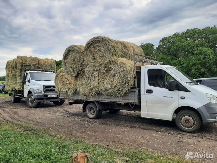 Сено в рулонах урожай 2023