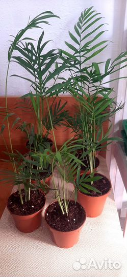 Пальма хамедорея