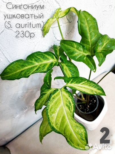 Сингониум ушковатый